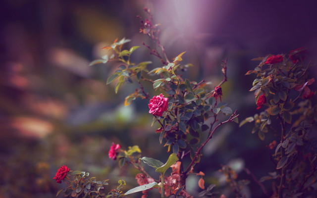 Bush redflowers purplebackground shallowdepth tiltshift free wallpaper for desktop - medium preview image
