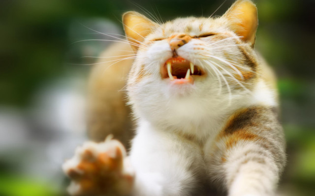 Cat open mouth sharp claws #5 free wallpaper for desktop - medium preview image