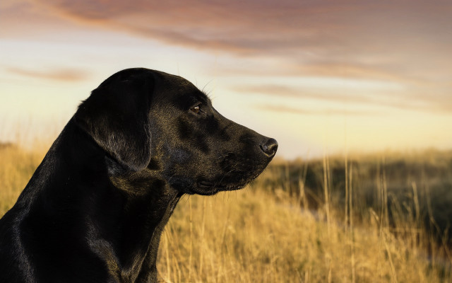 Black dog tall grass sunset #2 free wallpaper for desktop - medium preview image