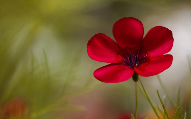 Red flower green background macro #6 free wallpaper for desktop - medium preview image