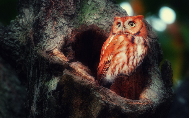 Small owl tree hollow night free wallpaper for desktop - medium preview image