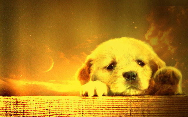 Puppy ledge yellow background matte free wallpaper for desktop - medium preview image