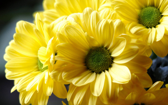 Yellow flower closeup vase black free wallpaper for desktop - medium preview image