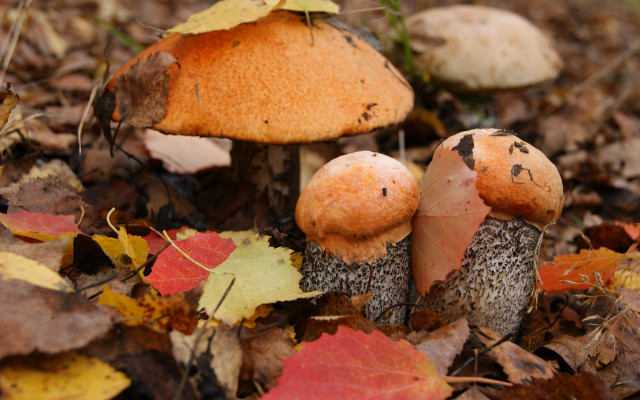 Mushrooms leaves forest autumn ecological free wallpaper for desktop - medium preview image