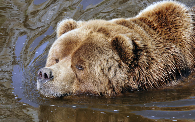 Brown bear swimming ecological animal free wallpaper for desktop - medium preview image