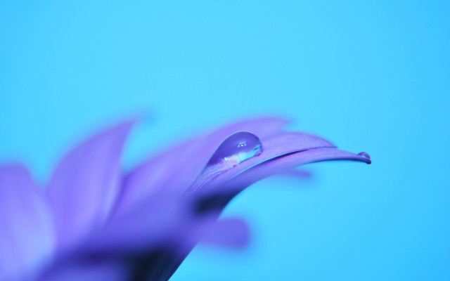 Purple flower water droplets macro #39 free wallpaper for desktop - medium preview image