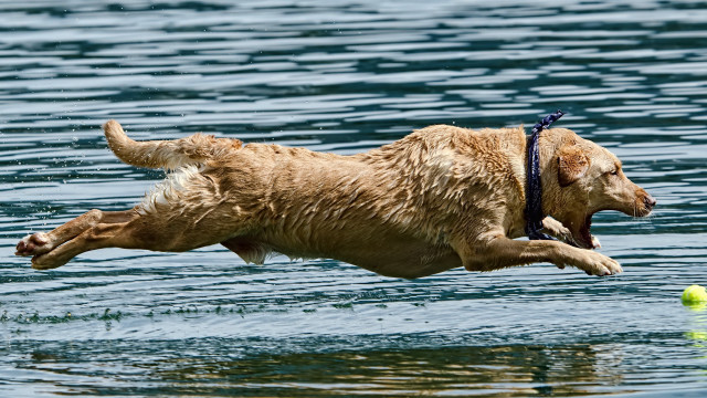 Dog jumping water tennis ball free wallpaper for desktop - medium preview image