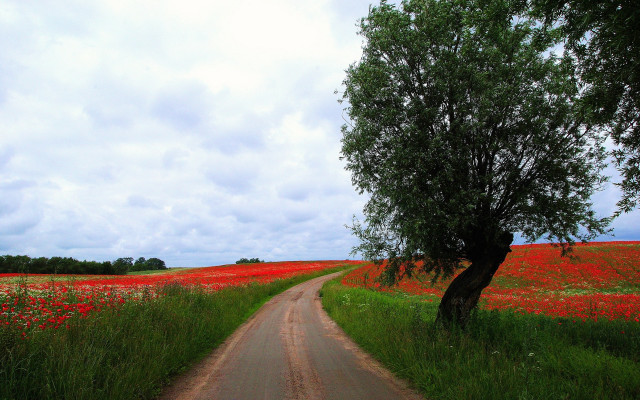 Dirt road tree flowers cloudy free wallpaper for desktop - medium preview image