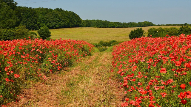 Red flower field dirt path free wallpaper for desktop - medium preview image