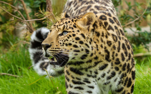 Leopard walking open mouth animals free wallpaper for desktop - medium preview image