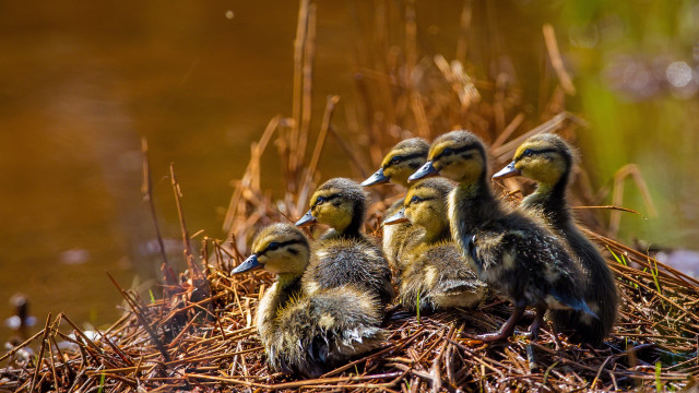 Ducks drygrass water grass photography free wallpaper for desktop - medium preview image