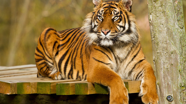 Tiger laying wooden platform zoo #2 free wallpaper for desktop - medium preview image
