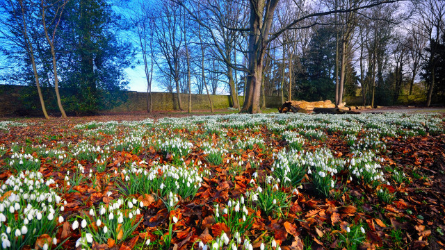 Flower field tractor autumn leaves free wallpaper for desktop - medium preview image