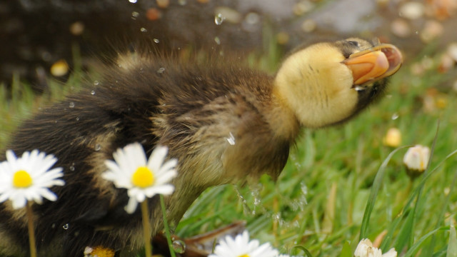 Duckling grass daisies water droplets free wallpaper for desktop - medium preview image
