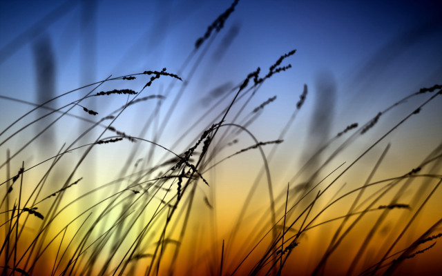 Grass sunset macro baretree cloud free wallpaper for desktop - medium preview image