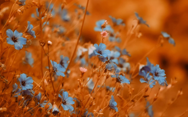 Blue flowers orange background bokeh free wallpaper for desktop - medium preview image