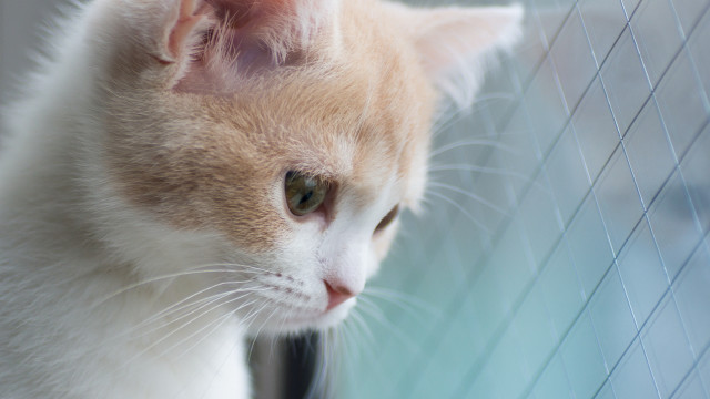 Cat honeycomb fence camera dof free wallpaper for desktop - medium preview image