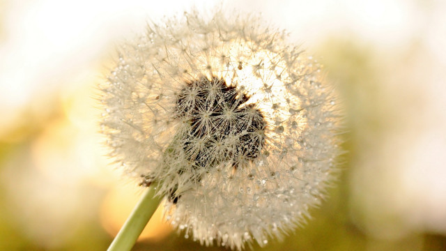 Dandelion blurry background macro bokeh free wallpaper for desktop - medium preview image