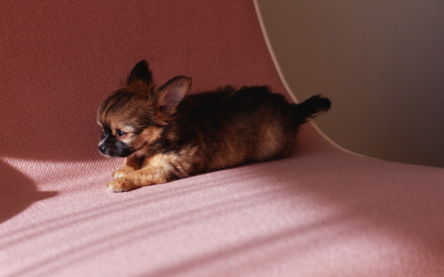 Small dog pink couch paw free wallpaper for desktop - medium preview image
