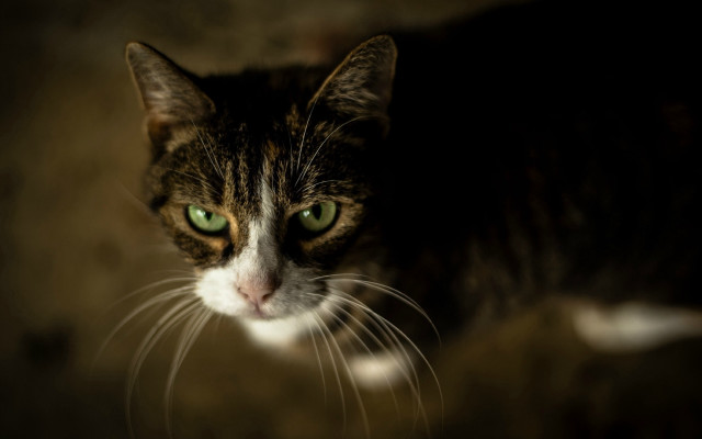 Cat green eyes shallow depth #3 free wallpaper for desktop - medium preview image