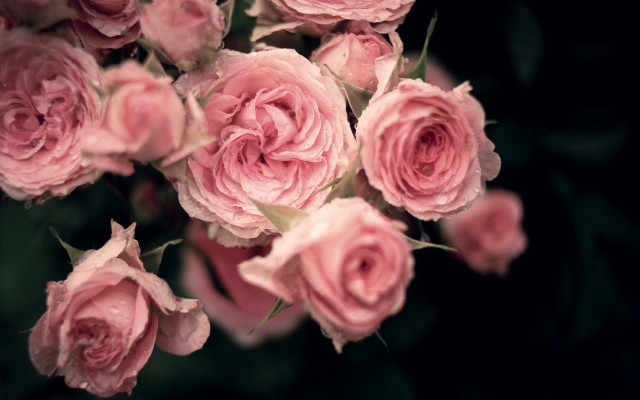 Pink roses vase water droplets #2 free wallpaper for desktop - medium preview image