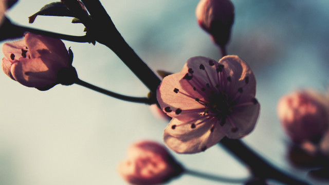 Flower closeup branch sky macro free wallpaper for desktop - medium preview image