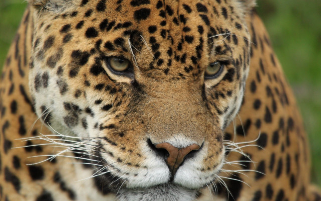Leopard closeup naturalism sharp focus free wallpaper for desktop - medium preview image