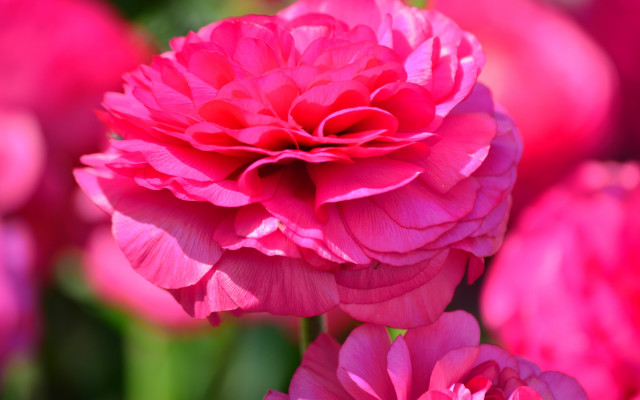 Pink flower macro blurry background #3 free wallpaper for desktop - medium preview image