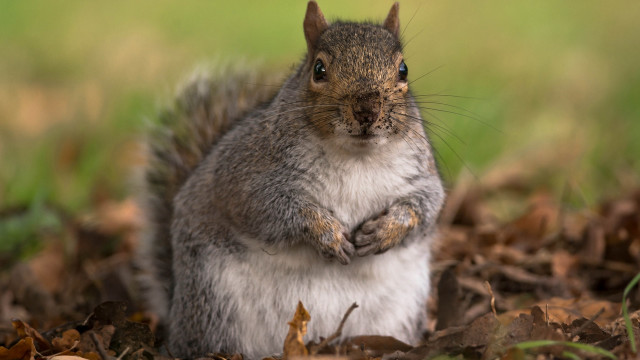 Squirrel standing leaves grass chippy free wallpaper for desktop - medium preview image