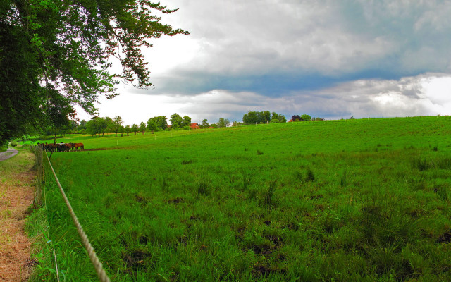 Grassy fence road cows blue free wallpaper for desktop - medium preview image