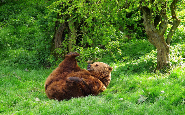 Brown bear furry art dappled free wallpaper for desktop - medium preview image