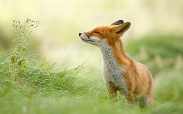 Red fox looking up blurry free wallpaper for desktop - medium preview image