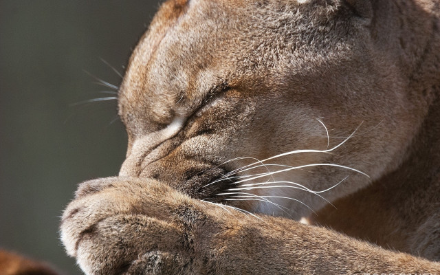 Cat closed eyes paw puzzle free wallpaper for desktop - medium preview image