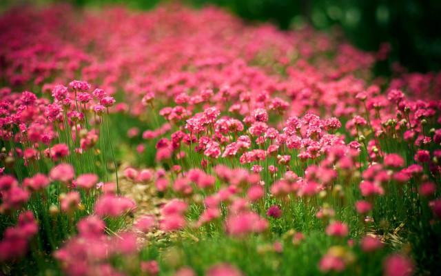 Pink flower field blurry background #2 free wallpaper for desktop - medium preview image