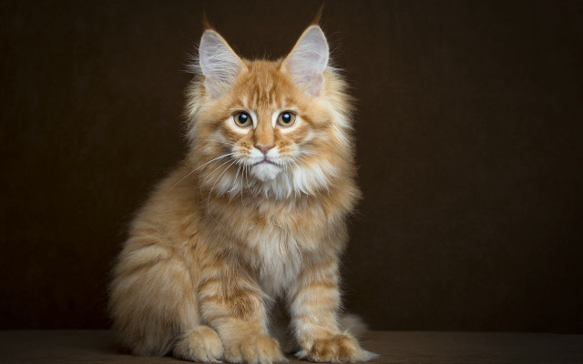 Fluffy orange cat sad blue #3 free wallpaper for desktop - medium preview image