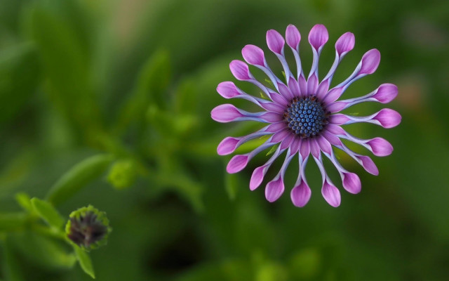 Purple flower blue center green #3 free wallpaper for desktop - medium preview image
