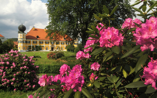 Danube school flower garden bush free wallpaper for desktop - medium preview image