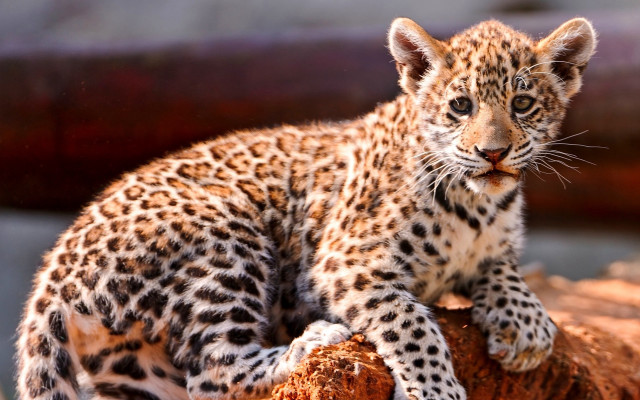 Leopard cub log zoo curious free wallpaper for desktop - medium preview image