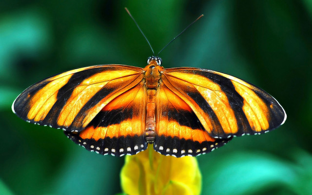 Orange butterfly flower glowing macro free wallpaper for desktop - medium preview image