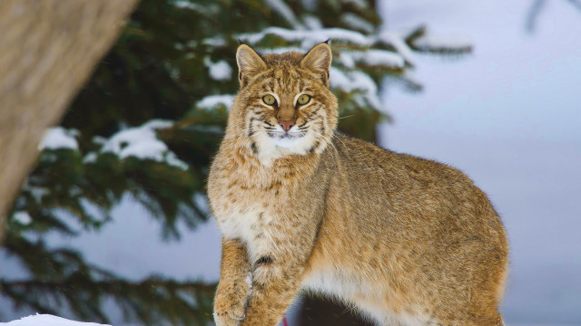 Lynx snowy background tree outdoors free wallpaper for desktop - medium preview image