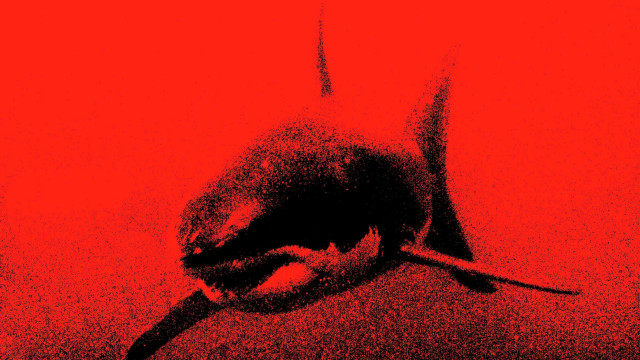 Bird red black conceptual lostfish free wallpaper for desktop - medium preview image