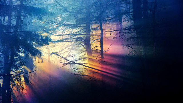 Bright forest holography volumetric light free wallpaper for desktop - medium preview image