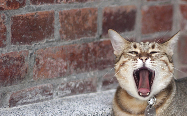 Cat yawning ledge blurry shiba free wallpaper for desktop - medium preview image