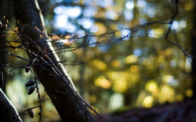 Branch leaves woods sunlight bokeh free wallpaper for desktop - medium preview image