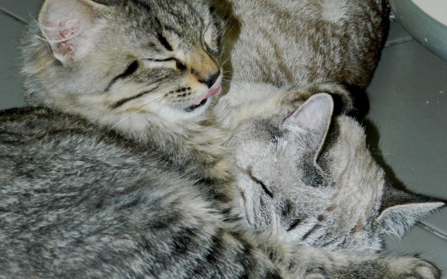 Two cats sleeping jigsaw animal free wallpaper for desktop - medium preview image