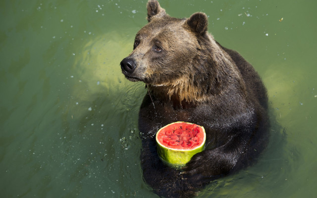 Bear watermelon summer ecological art free wallpaper for desktop - medium preview image