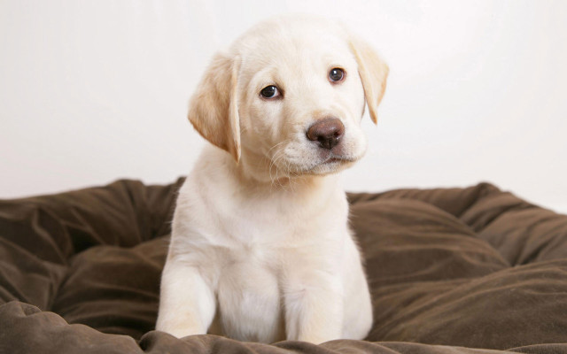 White puppy brown blanket sad free wallpaper for desktop - medium preview image