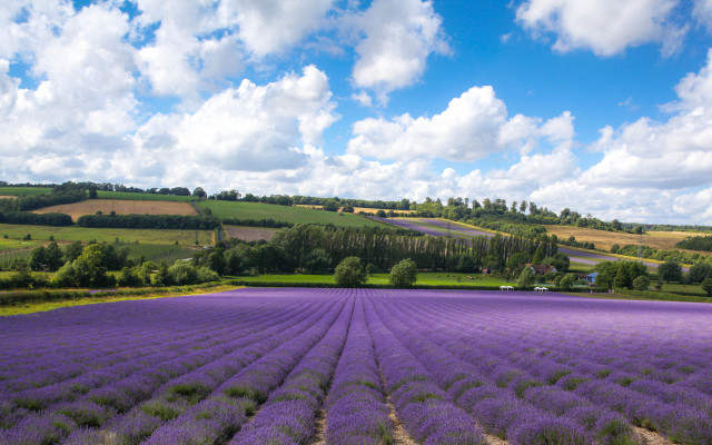 Lavender field blue sky houses #2 free wallpaper for desktop - medium preview image