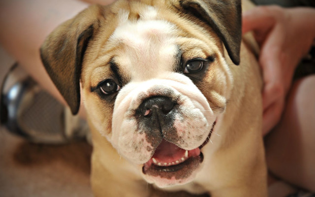 Smiling dog shiba inu blurry free wallpaper for desktop - medium preview image