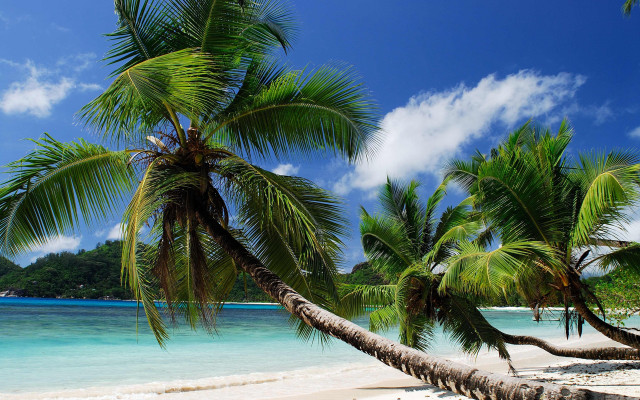 Palm tree beach mountain clouds free wallpaper for desktop - medium preview image